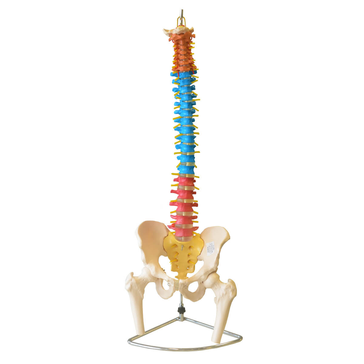 https://www.bleymed.com.br/media/product/781/coluna-vertebral-colorida-em-tamanho-natural-7e5.jpg